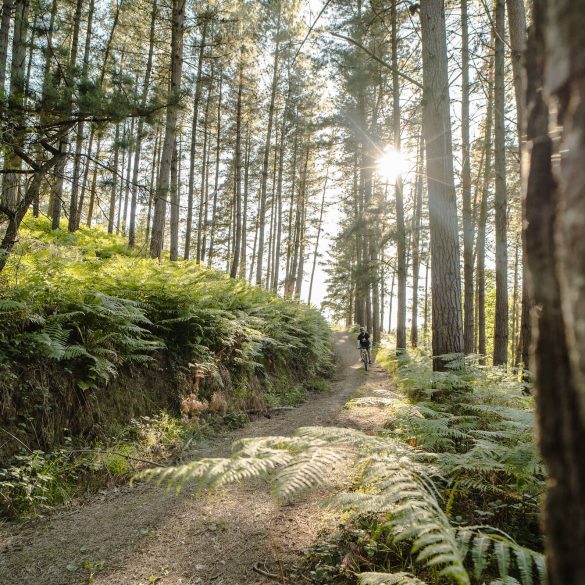 Sendero entre los árboles en el Ilso