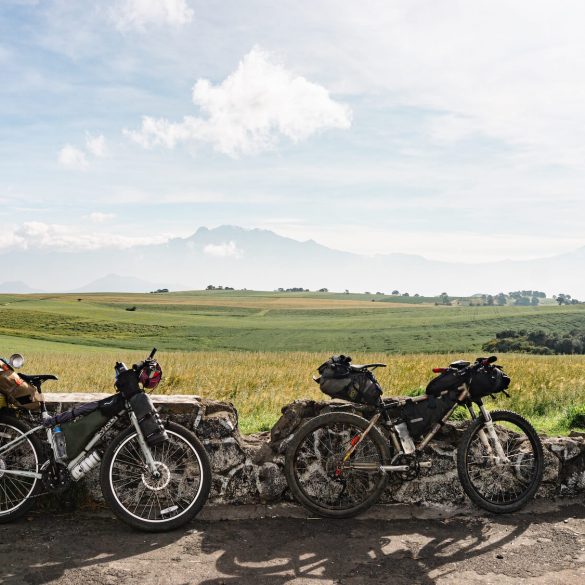 León en mirador La Loma